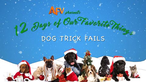AFV's 12 Days of Christmas Dog Trick Fails