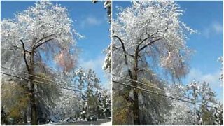 Ett snötäckt träd startar en eldsvåda!