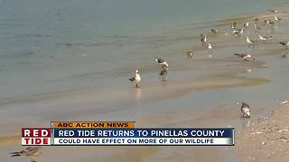 Red Tide returns to Pinellas County