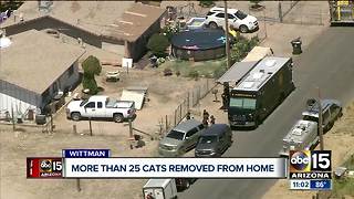 More than 25 cats removed from Wittman home