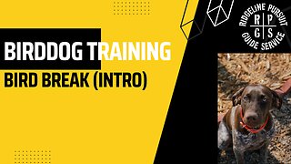Birddog Training - Bird break with Hank (intro to birds)
