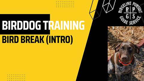 Birddog Training - Bird break with Hank (intro to birds)