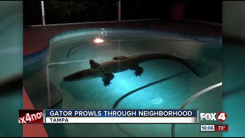 Gator Prowls Through Neighborhood