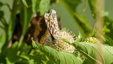 Painted Lady Feeding On Buttonbush, Sony A1/Sony Alpha1, 4k