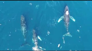 Humpback whales spotted off the coast of California