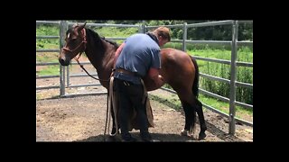 Farrier desensitising brumby to trim back legs