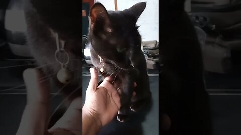 Petting the black kitty.