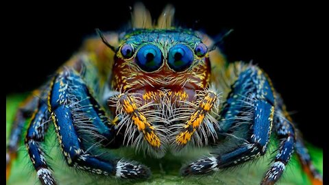 things you didn't know about spiders