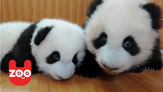 Incredibly Cute Baby Panda Twins Playing