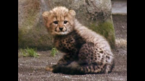 Cheetah Cub Loses Balance