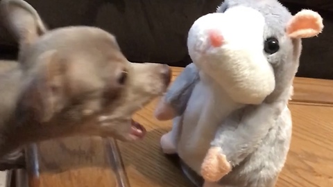 Tiny dog has hilarious first encounter with the talking hamster toy