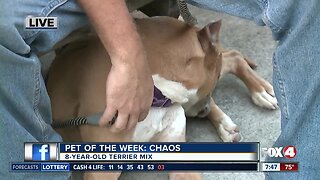 Pet of the Week: Chaos