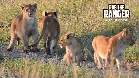 Lion Cubs Play On The Road | Maasai Mara Safari | Zebra Plains