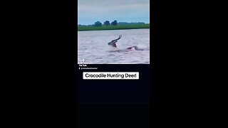 Crocodile Hunting a Deer.