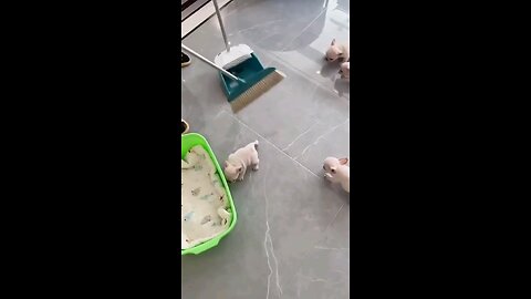cute puppy cleaning floor