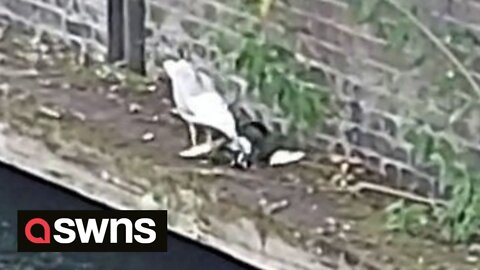 Seagulls have been seen feasting on pigeons and rats since the Covid lockdown