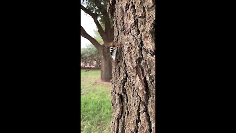 Cicada-killer wasp with prey #3
