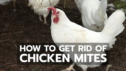 How to Get Rid of Chicken Mites