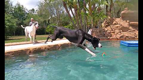 Funny Great Dane Dives For The Pool Toy & Dog Friend Swipes It