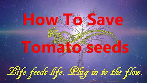 How To Save Tomato Seeds For Next Year