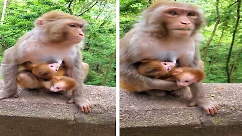 Monkey mom has a difficult task to take care of the twins