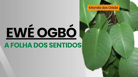 OGBÓ A FOLHA DA VISÃO @KitandadosOrixas