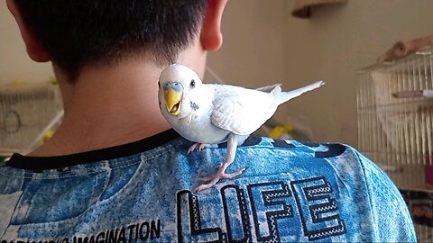 Playful Male Budgie