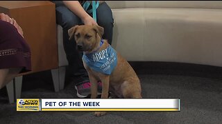 Pet of the Week - Merida