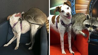 Dog And Raccoon Become Instant Best Friends