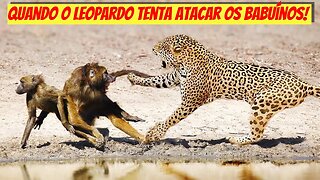 Quando o leopardo tenta atacar os babuínos!