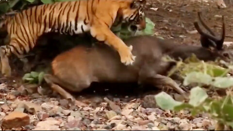 The skill and speed of tigers in hunting prey