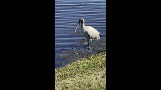 Anhinga & Woodstork 4K