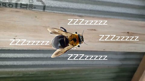 How to rid your barn of carpenter bees (wood bees) FOR GOOD!