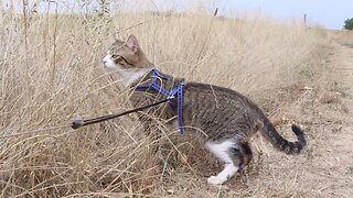 Explorer Cat Walks on a Field