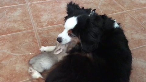 Mini Australian Shepherd plays with baby fennec fox