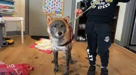 watch this video try not to laugh Shiba Inu convinces little boy to let him play in the mud