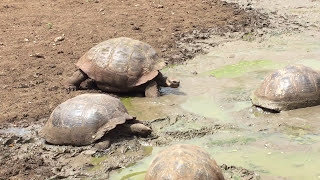 Giant Tortoise Mud Pond #Shorts