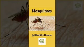 How to Get Rid of Mosquitoes at Home -Fast and Easy?