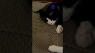 Cat Purring Oreo