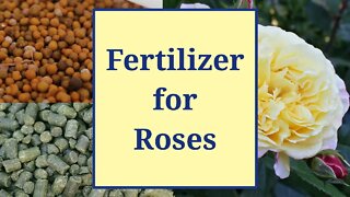 Fertilizer for Roses