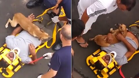 Loyal Dog doesn't want to leave the injured owner who is getting paramedics !!