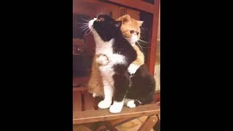 funny animals caught on camera funny animals cute and cute cat