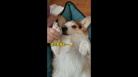 After walking the dog, how to do when the dog's feet are dirty?#foryou #corgi #dog #puppy #asmr