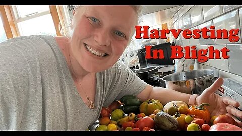 The Mega Tomato Harvest: Allotment Garden