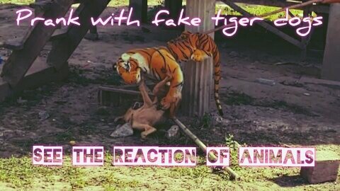 WoW!!! Fake Tiger Prank Dog Very Funny Try To Stop Laugh Challenge Prank Dog...