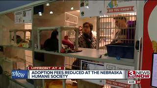 Humane Society offering adoption discounts on cats, dogs