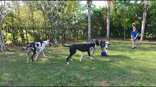 Five Happy Great Danes Play Jolly Ball On Their Puppy Play Date