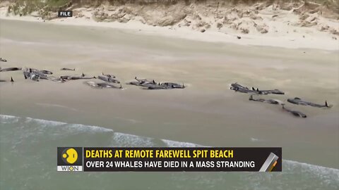 Dozens of Whales die in a mass stranding