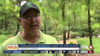 Sargassum seaweed used as fertilizer