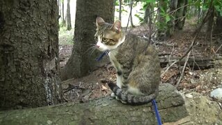 Inquisitive Cat Climbs on a Tree Trunk